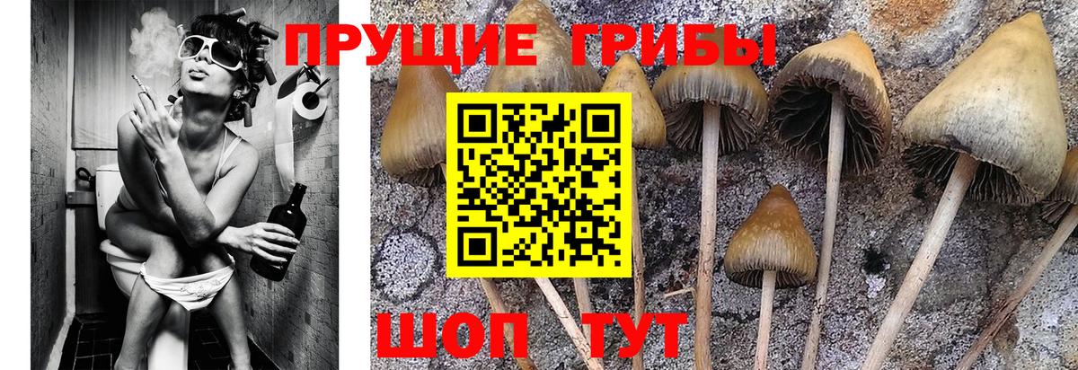 Галлюциногенные грибы прущие грибы Котельники