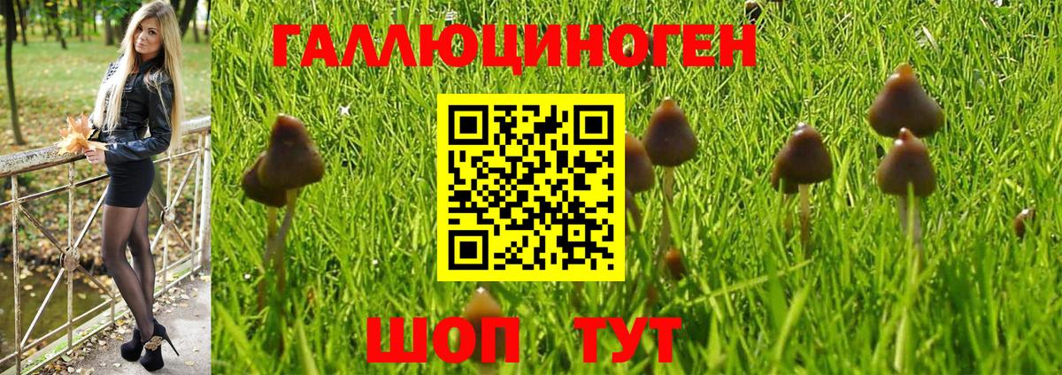 Псилоцибиновые грибы GOLDEN TEACHER  где продают наркотики  Котельники  Вход с VPN 